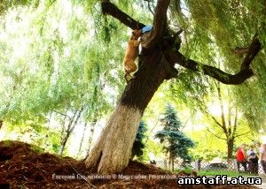 амстафф Трет мастер паркура для журнала Мир собак