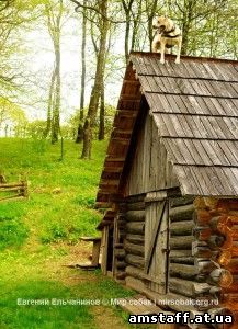 амстафф Трет мастер паркура для журнала Мир собак